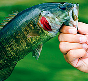 攻击网站在线工具